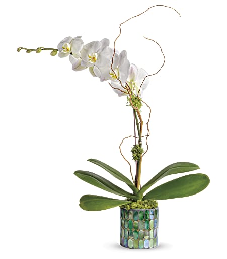 Teleflora's Stained Glass Orchid